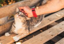 Psihologia și trăsăturile de personalitate ale celor care nu pot rezista să mângâie o pisică ce-spune-psihologia-despre-oamenii-care-nu-pot-rezista-tentatiei-de-a-mangaia-o-pisica.-trasaturile-de-personalitate-observate-de-specialisti