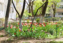 Poți fi amendat dacă plantezi flori sau arbuști în jurul blocului, avertizează autoritățile poti-fi-amendat-daca-ai-plantat-flori-sau-arbusti-in-jurul-blocului?-detalii-importante-pentru-locatari