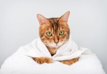 Cele mai energice rase de pisici, mereu dornice de joacă cele-mai-energice-rase-de-pisici.-micutele-feline-sunt-mereu-dornice-de-joaca