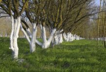 Când se aplică varul pe pomii fructiferi primăvara și ingrediente simple pentru eficiență cand-se-varuiesc-pomii-fructiferi-primavara.-ingredientele-simple-care-cresc-eficienta-varului-pe-termen-lung