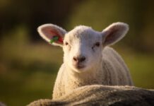 Românii aleg tot mai mult carne sănătoasă ca înlocuitor pentru miel de Paște carnea-mai-sanatoasa-care-inlocuieste-mielul-pe-masa-de-paste.-tot-mai-multi-romani-o-aleg