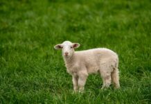 Prețul mieilor de Paște în 2026: comparație între oieri și supermarket cu-cat-vand-oierii-mieii-de-paste-in-2026:-diferenta-de-pret-fata-de-supermarket