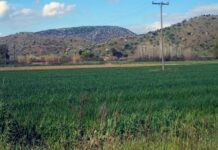 Plantă ignorată care ar putea produce energie mai ieftină decât petrolul planta-ignorata-de-multi-care-ar-putea-produce-energie-mai-ieftina-decat-petrolul