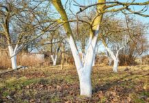 Specialiștii recomandă alternativa modernă la var pentru albirea copacilor primăvara alternativa-moderna-la-var-pentru-albit-copacii-primavara:-ce-recomanda-specialistii