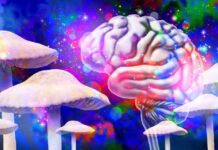 Cercetători au creat o plantă care produce cinci substanțe psihedelice în același timp cercetatorii-au-creat-o-planta-care-produce-5-substante-psihedelice-simultan:-descoperirea-care-poate-schimba-medicina