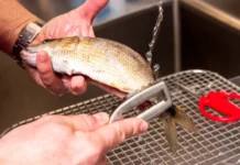 Metode eficiente pentru curățarea peștelui fără a murdări bucătăria cum-cureti-pestele-de-solzi-pentru-a-nu-murdari-toata-bucataria.-secretul-restaurantelor-care-se-respecta