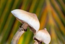 Studiu arată că o doză de psilocibină poate modifica anatomia creierului o-singura-doza-de-psilocibina-poate-modifica-anatomia-creierului,-arata-un-nou-studiu
