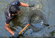Creatură suspectată de habitat în râuri toxice preocupă ecologiștii creatura-care-a-cucerit-raurile-toxice-ii-alarmaza-pe-ecologisti:-pare-imposibil-sa-supravietuiasca-acolo