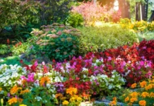 11 flori perene spectaculoase care înfloresc luni la rând 11-flori-perene-spectaculoase-care-infloresc-luni-la-rand-si-nu-trebuie-replantate-in-fiecare-an
