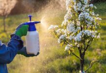 Când este recomandat să se stropească pomii fructiferi pentru o recoltă bună cand-se-stropesc-pomii-fructiferi,-dimineata-sau-seara?-ora-care-face-diferenta-intre-o-recolta-buna-si-una-slaba
