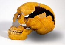 Neanderthalienii făceau intervenții dentare acum 60.000 de ani descoperire-incredibila-despre-neanderthalieni:-faceau-interventii-dentare-acum-60.000-de-ani,-inaintea-oamenilor-moderni