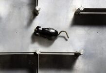 Inteligența artificială a început cu un șoricel mecanic în 1952 inteligenta-artificiala-a-inceput-cu-un-soricel-mecanic-in-1952.-cum-invata-theseus-sa-iasa-din-labirint