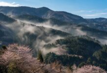 Norul invizibil din Japonia cauzează crize alergice și pierderi de 1,6 miliarde dolari pe zi ce-este-norul-invizibil-care-se-ridica-din-padurile-japoniei-si-provoaca-una-dintre-cele-mai-mari-crize-alergice-din-lume.-pierderile-ajung-la-1,6-miliarde-de-dolari-zi