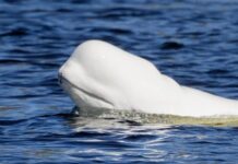 Cercetători sugerează că balenele beluga ar putea fi conștiente de propria existență balenele-beluga-ar-putea-fi-constiente-de-propria-existenta.-descoperirea-care-ii-surprinde-pe-cercetatori