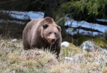Cum să eviți atragerea urșilor în gospodărie și greșelile frecvente cum-iti-protejezi-gospodaria-de-ursi.-greselile-care-ii-atrag-cel-mai-des-aproape-de-case