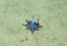 Caracatița albastră minusculă din Galapagos, nouă specie descoperită caracatita-albastra-minuscula-descoperita-langa-galapagos-i-a-uimit-pe-cercetatori:-arata-diferit-de-orice-specie-cunoscuta