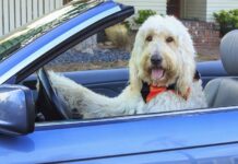 Greșelile frecvente ale șoferilor când conduc cu animalul de companie vara greselile-pe-care-aproape-toti-soferii-le-fac-atunci-cand-merg-cu-animalul-de-companie-in-masina-vara