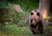 Ce trebuie să știi dacă vezi un urs aproape de casă ce-nu-trebuie-sa-faci-niciodata-daca-vezi-un-urs-aproape-de-casa