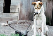 Câinii nu vor mai putea fi ținuți în lanț tot timpul, amenzi de 3.000 lei cainii-nu-vor-mai-putea-fi-tinuti-in-lant-tot-timpul-amenzi-de-3.000-de-lei,-limita-legala-si-ce-patesc-stapanii-care-nu-o-respecta