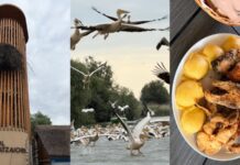 De ce să vizitezi Delta Dunării în Tulcea, conform unui turist de-ce-sa-mergi-la-tulcea-si-sa-vizitezi-delta-dunarii,-asa-cum-am-facut-o-si-eu.-experienta-care-ti-ar-putea-schimba-parerea-despre-romania-noastra-cea-de-toate-zilele