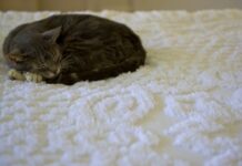 Obiceiul nocturn al oamenilor poate afecta somnul animalelor de companie obiceiul-pe-care-milioane-de-oameni-il-au-in-fiecare-noapte.-cum-iti-poate-influenta-cainele-sau-pisica-somnul-fara-sa-observi