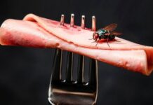 Musca pe mâncare: să o mai consumi sau să o arunci? musca-s-a-asezat-pe-mancare.-o-mai-mananci-sau-o-arunci?-adevarul-despre-germenii-lasati-in-farfurie