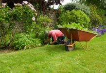 Planta considerată buruiană poate proteja culturile de dăunători planta-pe-care-multi-o-considera-o-buruiana,-dar-care-poate-proteja-culturile-de-daunatori