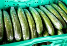 De ce castraveții lungi din supermarket sunt înveliți în plastic de-ce-castravetii-lungi-din-supermarket-sunt-inveliti-in-plastic.-motivul-nu-are-legatura-doar-cu-transportul