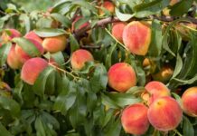 Opt metode simple pentru creșterea producției pomilor fructiferi 8-metode-simple-care-pot-dubla-productia-pomilor-fructiferi