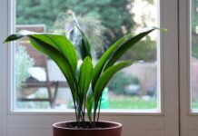 Planta de interior rezistentă absoarbe căldura și răcorește aerul planta-de-interior-super-rezistenta-care-absoarbe-caldura-si-racoreste-aerul-din-casa-vara.-multi-spanioli-si-italieni-o-au