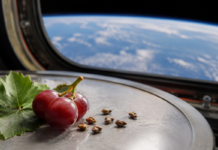 Semințe de struguri din Texas vor fi duse în spațiu spre ISS vinul-care-ar-putea-veni-din-spatiu:-seminte-de-struguri-din-texas-pleaca-spre-statia-spatiala-internationala
