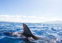 Rechinul umblător, descoperit în Papua Noua Guinee, are o abilitate rară rechinul-umblator,-descoperit-in-papua-noua-guinee.-ce-abilitate-rara-are-noua-specie