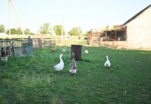 Câte animale și păsări se pot crește în gospodărie, conform reglementărilor cate-animale-si-pasari-ai-voie-sa-cresti-in-gospodarie.-regulile-pe-care-trebuie-sa-le-respecte-proprietarii-de-la-oras-si-de-la-sat