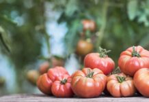 Când și cum să uzi roșiile pentru a preveni crăparea vara cand-si-cum-sa-uzi-rosiile-pentru-a-nu-crapa-vara.-secretul-agricultorilor-cu-experienta