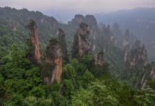 China a plantat 66 de miliarde de copaci, arată studiul china-a-plantat-66-de-miliarde-de-copaci.-noul-studiu-arata-un-efect-pe-care-cercetatorii-nu-il-anticipau-pe-deplin