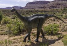 Fosilă descoperită acum 40 de ani schimbă înțelegerea dinozaurilor din Antarctica o-fosila-descoperita-acum-40-de-ani-rescrie-istoria-dinozaurilor-din-antarctica