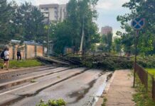 Motive pentru căderea copacilor în București în timp de vijelii cum-pot-fi-evitate-tragediile-in-timp-de-furtuna.-motivul-pentru-care-cad-atat-de-multi-copaci-in-bucuresti-cand-sunt-vijelii