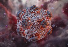 OMS anunță finalul focarului de hantavirus de pe vasul de croazieră focarul-de-hantavirus-de-pe-vasul-de-croaziera-a-luat-sfarsit:-oms-a-anuntat-bilantul-final