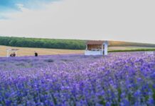 Planta românească considerată „aurul cosmeticii” și căutată global planta-cu-care-romanii-au-dat-lovitura-in-ultimii-ani.-este-cautata-in-toata-lumea,-este-considerata-„aurul-cosmeticii”